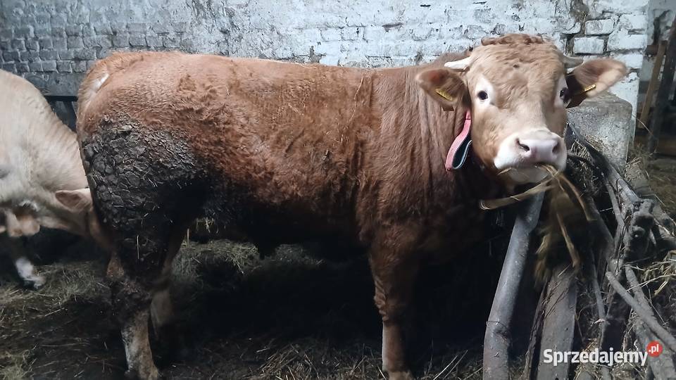 Byk limusine rozplodnik Pozostałe Lidzbark Warmiński