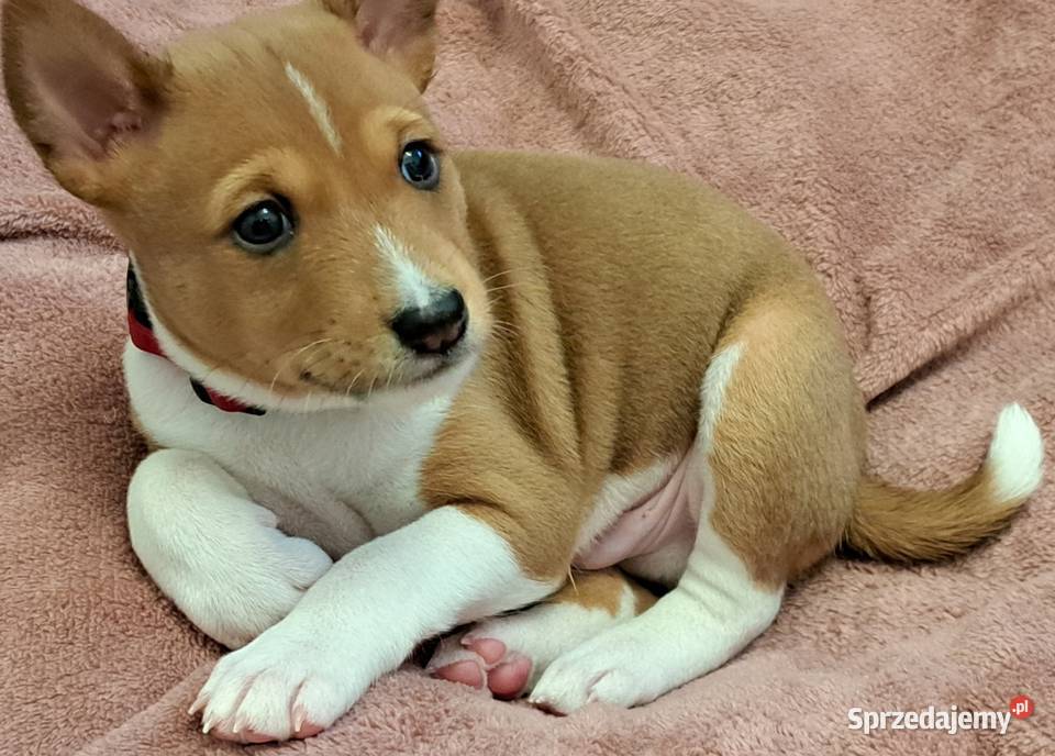 Basenji szczenię Słupsk sprzedam