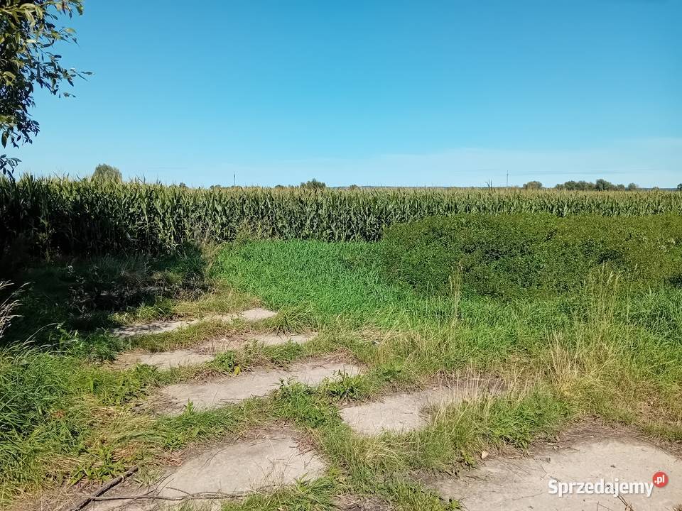 Syndyk sprzeda udziały w grunatach Żurawiec warmińsko-mazurskie Jurandowo