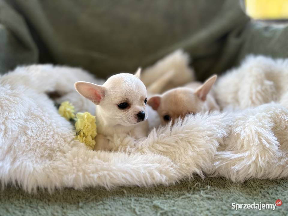 CHIHUAHUA PIĘKNE KRÓTKOWŁOSE SUNIE sprzedam