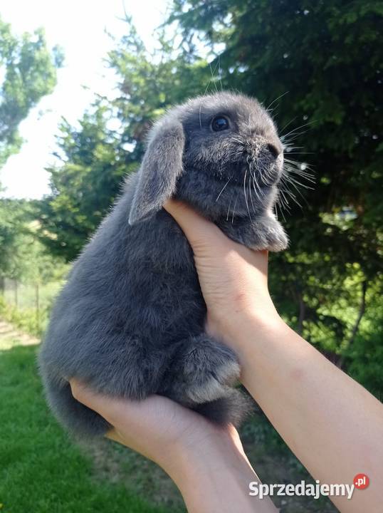 Króliczki Mini Lop podkarpackie Jaśliska sprzedam