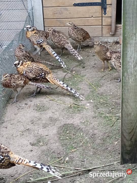 Bażanty królewskie Ostrów Wielkopolski