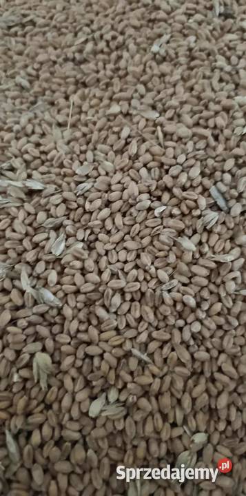 Sprzedam pszenicę ozimą Patras lubelskie Bełżyce