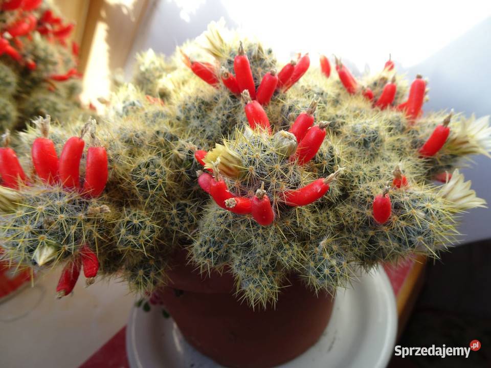 Kaktus Mamilaria Mammillaria prolifera do kolekcji
