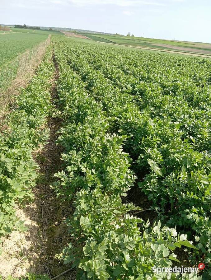 nasiona lubczyk 2025 lubelskie