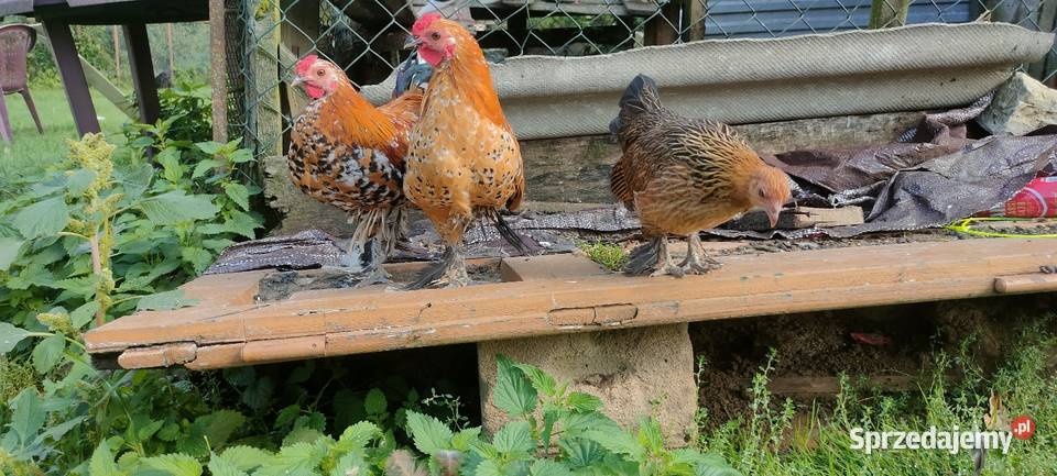 Sprzedam koguty młode Tokarówka sprzedam