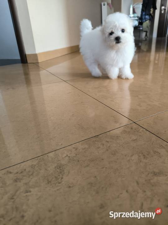 Szczeniaczek Bichon Frise