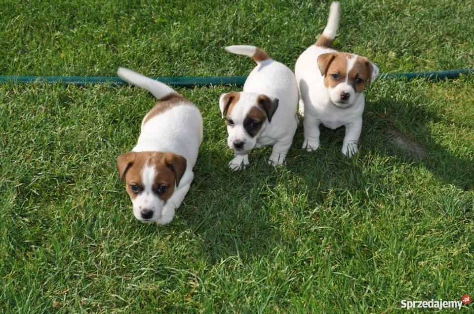 Jack Russell Terrier szczenięta Zamość