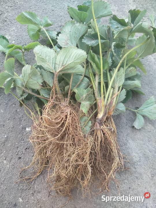 Sadzonki truskawek odmiany Hanoya Zosinek