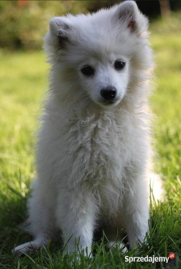 Cudny Szpic Średni Biały śląskie