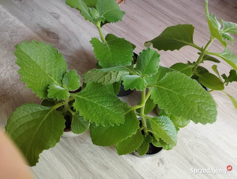 Mięta sadzonki 6 sztuk Łódź