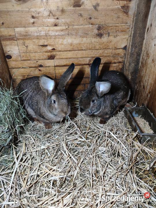 Sprzedam króliki Koluszki