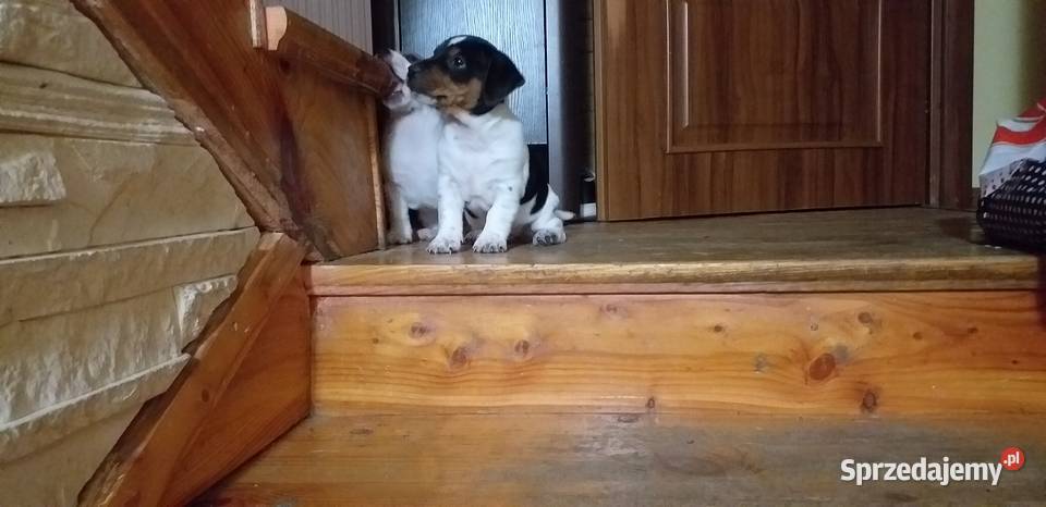Jack Russell Terier Tricolor Krzczonów-Wójtowstwo