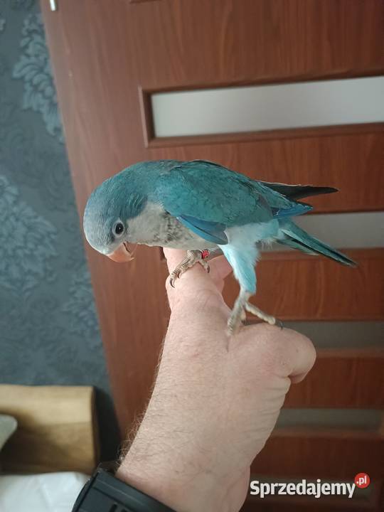 Mnicha Nizinna Ręcznie Karmiona Radlin