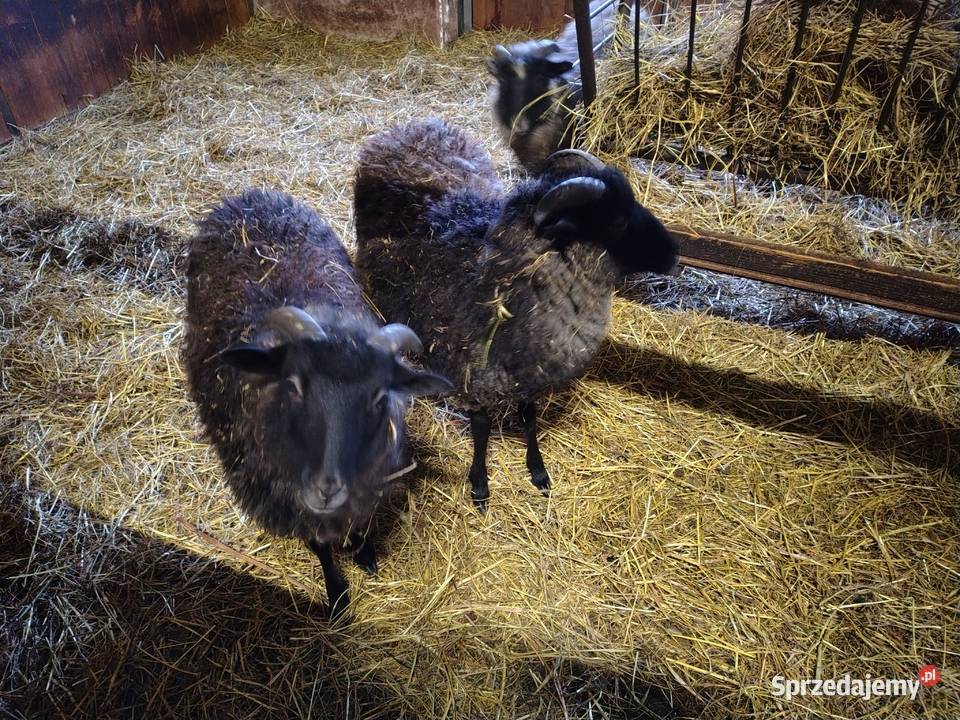 Sprzedam baranki wrzosówki