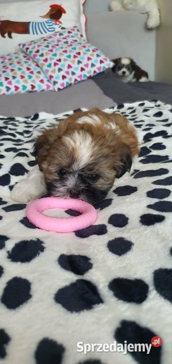Śliczny Piesek Shih Tzu lubelskie Puławy