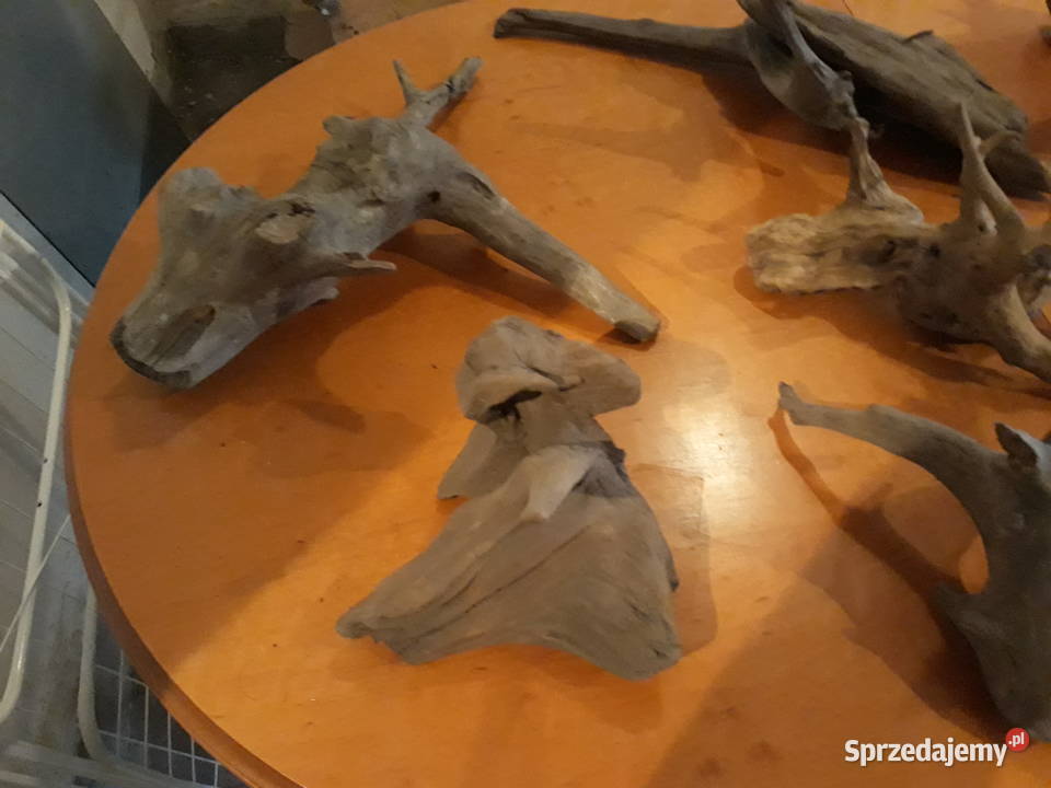 Korzenie terrarium Katowice