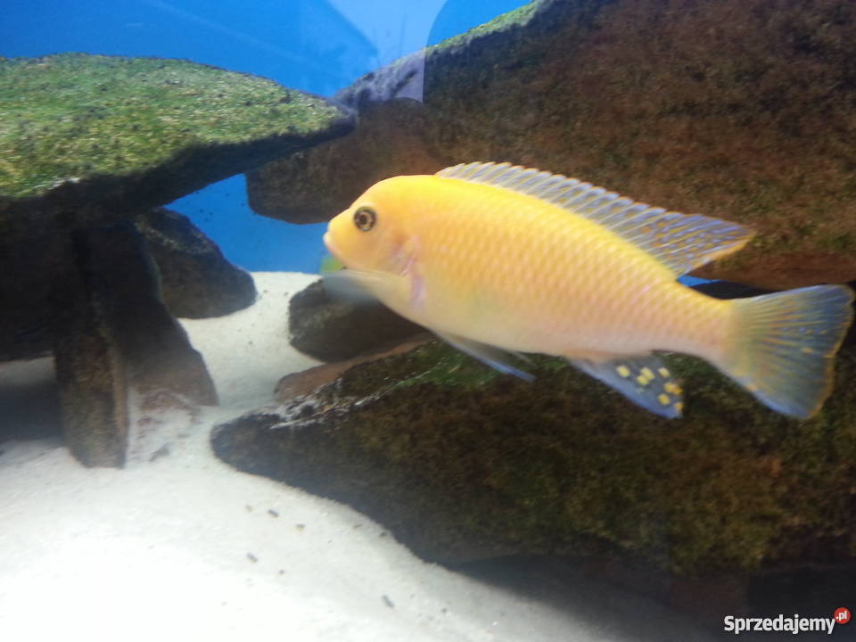 Pyszczak Red Red samiec Warszawa