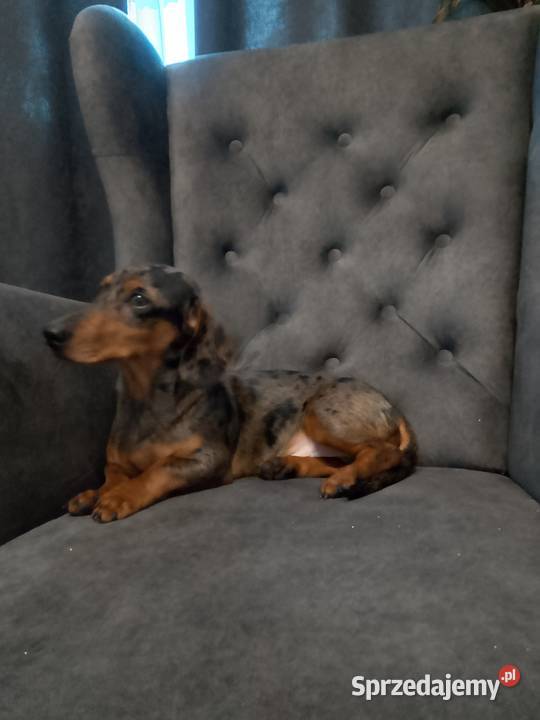 Jamnik merle piesek Żyrardów