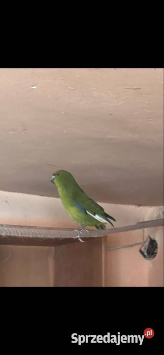 Papugi z domowej hodowli nimfy faliste Kraśnik