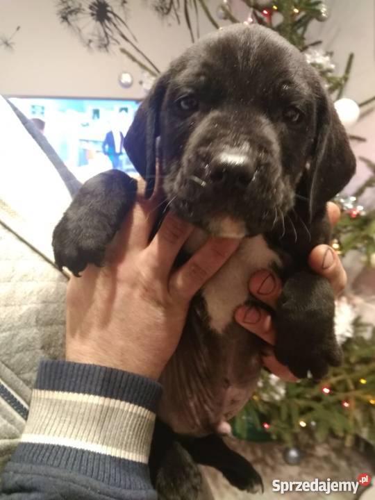 Oddam szczeniaki amstaffa Radzyń Podlaski