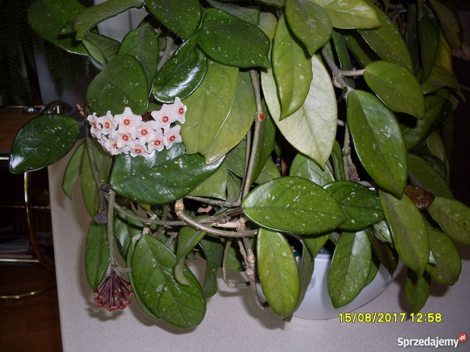 Kwiat Hoja woskownica kwitnąca Poznań