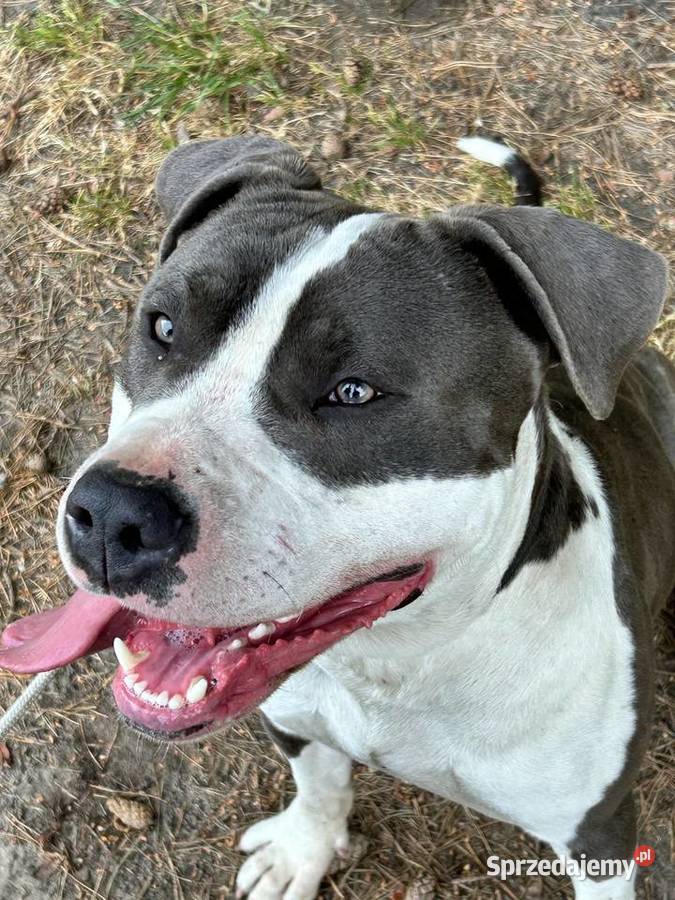 Reproduktor Amstaff lubelskie Bełżyce