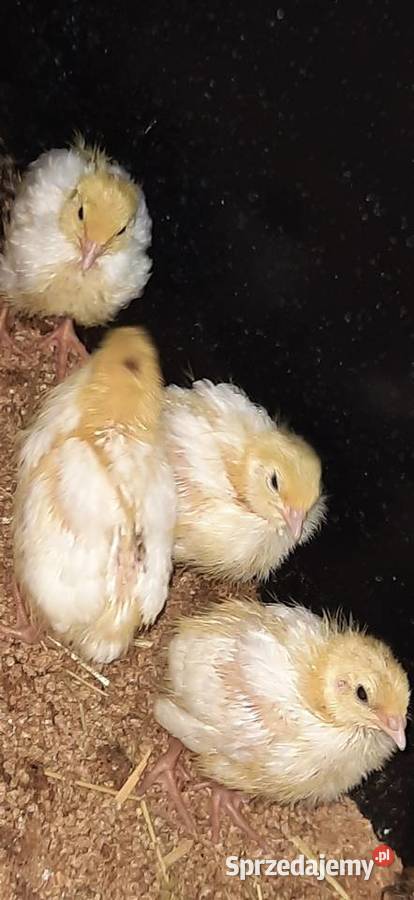 przepiórki texas wielkopolskie