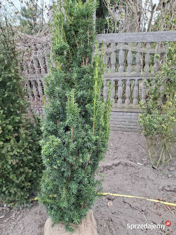 Mega WysokiGęsty Żywopłot Cis Hicksii