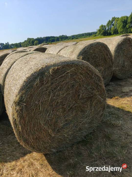 Siano z tego roku Kleszczele sprzedam
