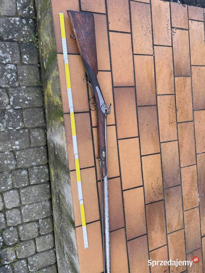 Ptaszniczka belgijska kapiszonowa zachodniopomorskie Czaplinek