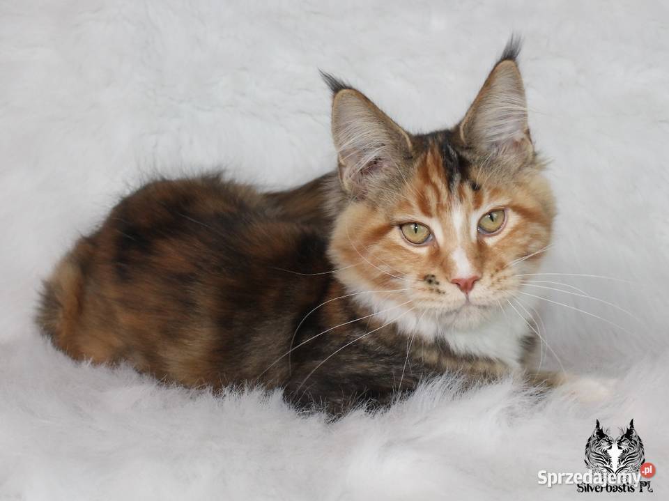 Kocięta Maine Coon - od kociego behawiorysty