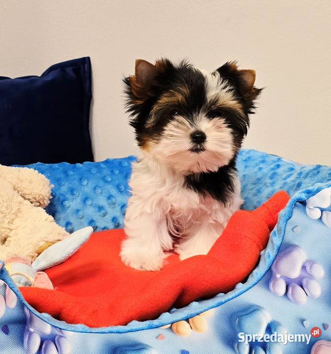 Prześliczna suczka Biewer Yorkshire Terrier Orzesze