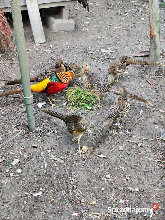 Jaja lęgowe bażant złoty