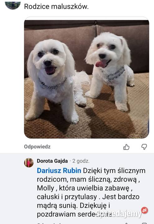 Śliczne pieski Maltańczyk Maltańczyki śląskie