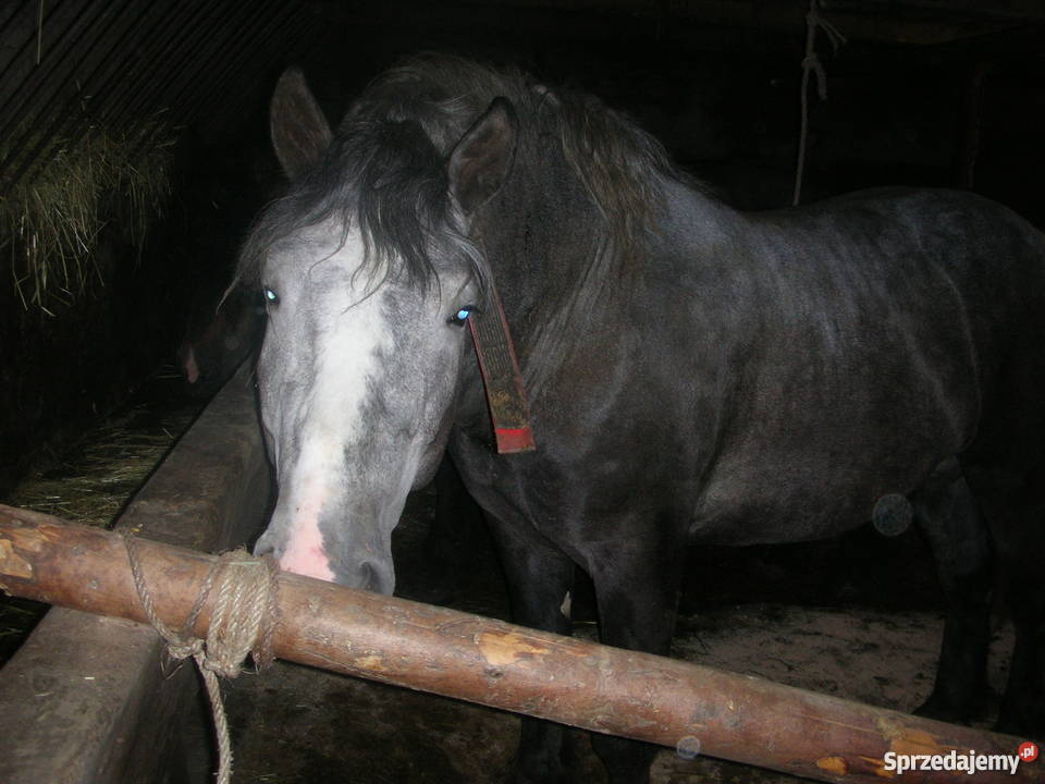 sprzedam konie szpaki gniade Limanowa