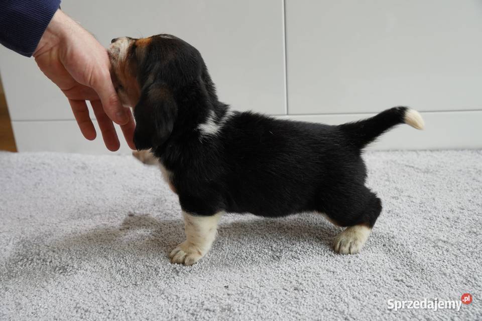 Basset hound szczeniak wielkopolskie Grabów nad Prosną