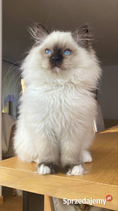 Kocurek ragdoll gotowy do odbioru FPL kastrat Katowice sprzedam