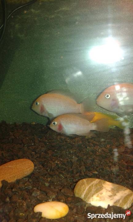 Pielęgnice zebry odmiana ksantoryczna Kraków