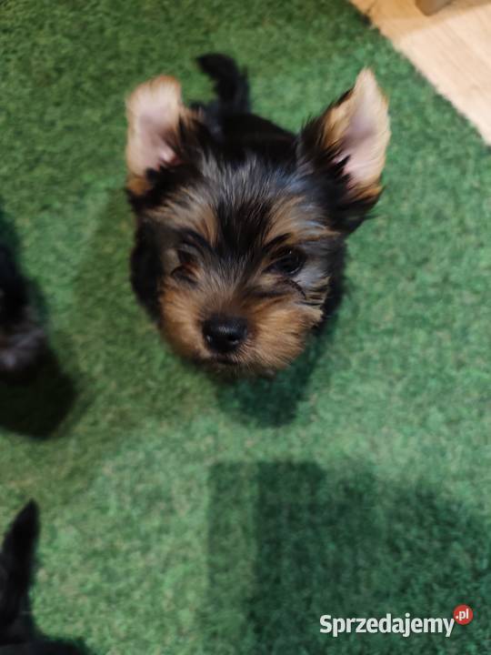 York terrier sprzedam
