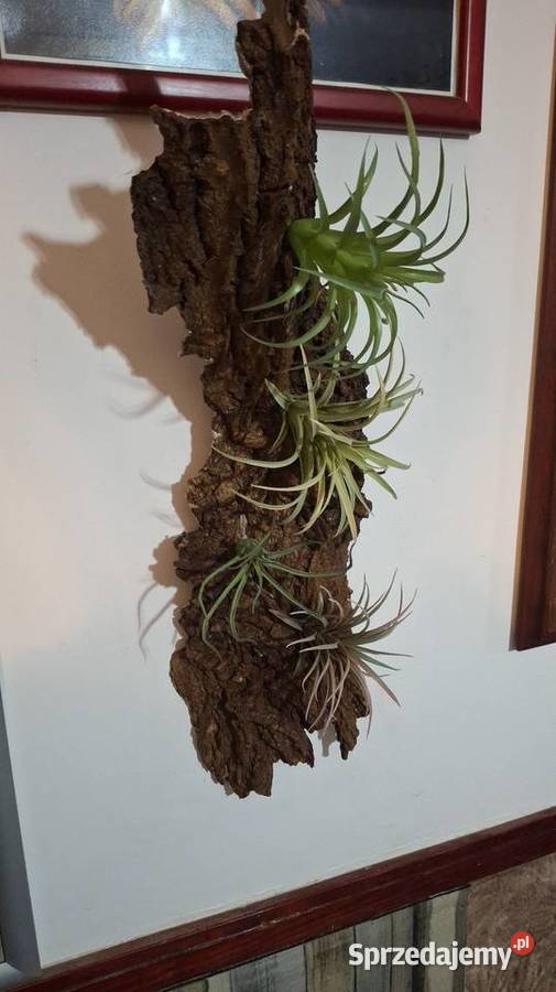 Kora z oplątwą Łódź