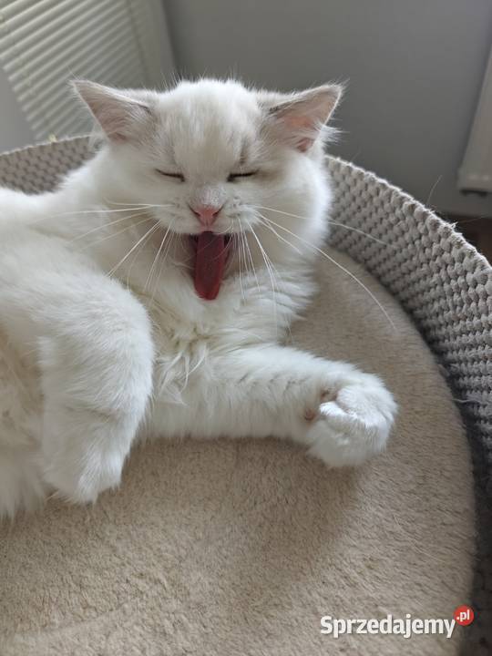 Kocięta Ragdoll towarzyskie hodowla 12 lat lubelskie Lublin