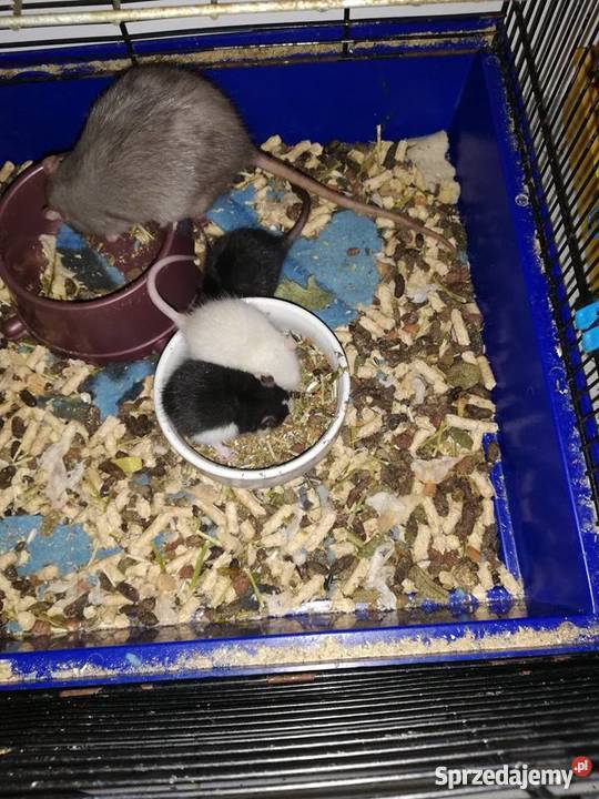 Szczury Szczurki Kielce