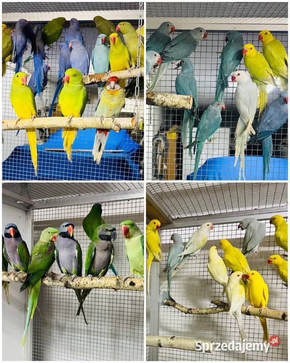 Papuga Papugi Aleksandretty Aleksandretta Warszawa sprzedam
