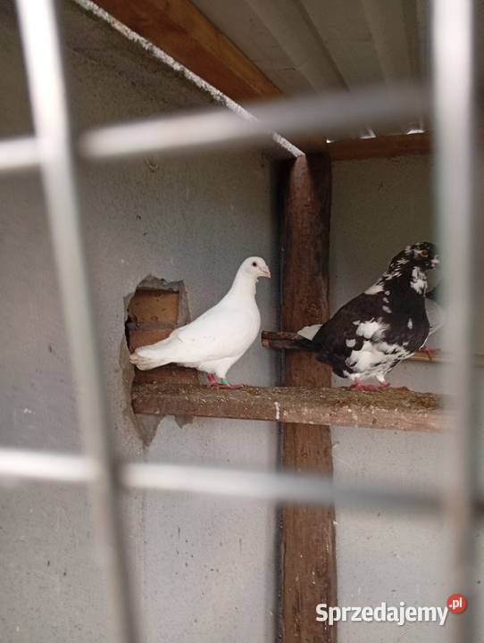 Kaczki staropolskiesprzedam gołębie biale Lubiszyn