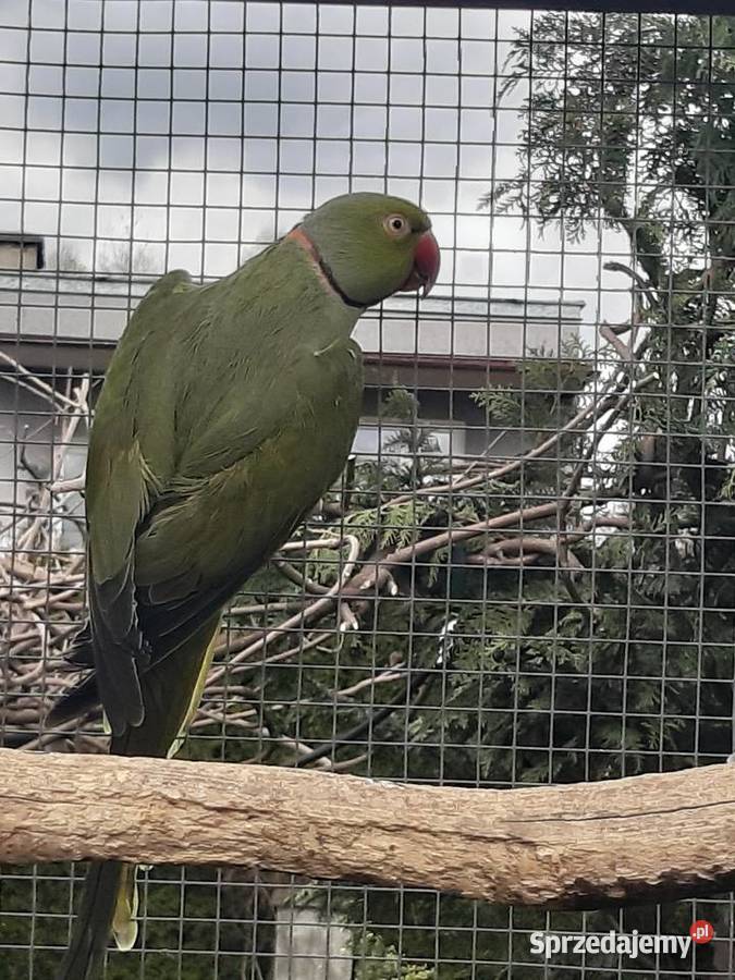 Nimfy duża klatka Aleksandretty i gołabki Ptaki Złotów
