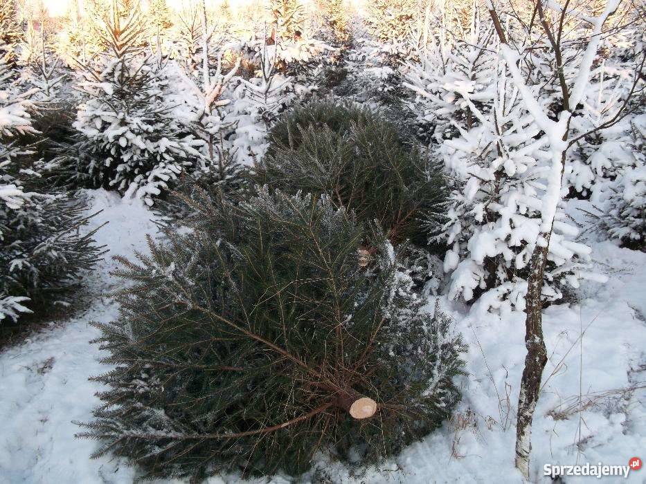 Choinki jodła i świerk tanio producent choinka warmińsko-mazurskie Olsztyn