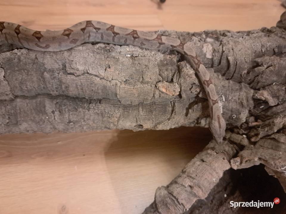 Młode boa constrictory Pewel Wielka