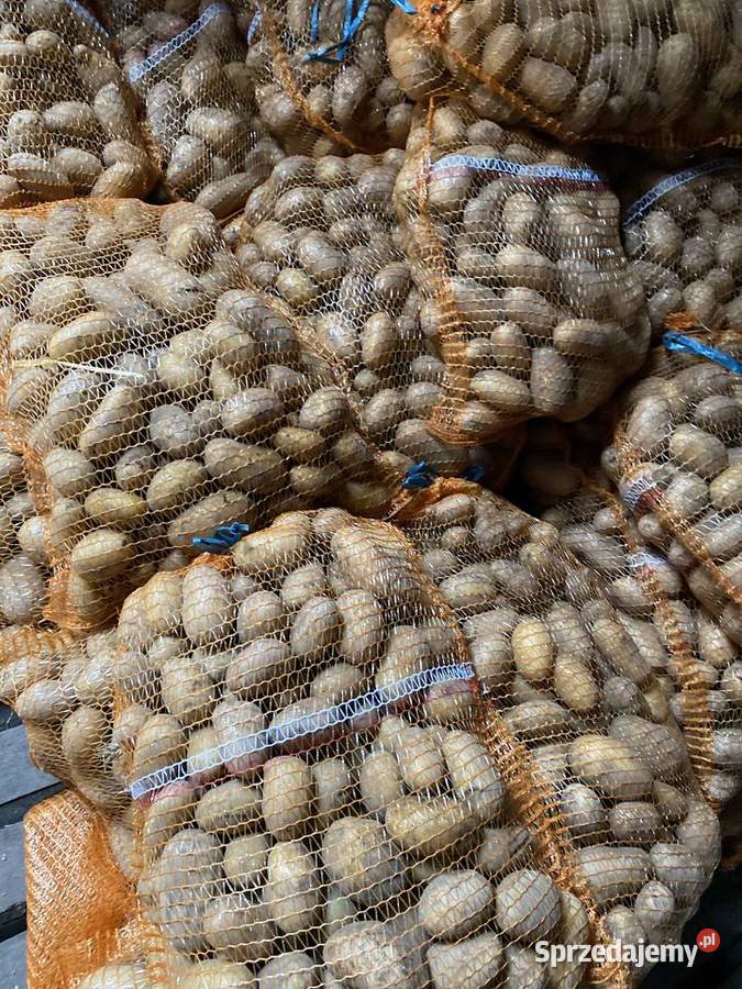 Sprzedam ziemniaki jadalne i sadzeniaka queen Rośliny okopowe Połajewo