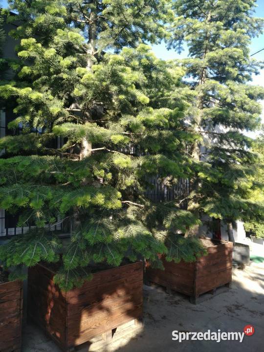 Jodła kalifornijska 5m w donicy drewnianej Skierniewice sprzedam